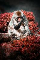 Adrien MOTTE - Adrien MOTTE